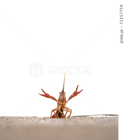 Crayfish with bunch of eggs defending position 71357759