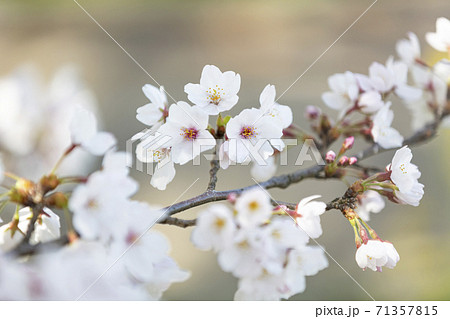 咲き誇る桜ソメイヨシノの花のアップ 咲き誇る桜ソメイヨシノの花のアップ 71357815