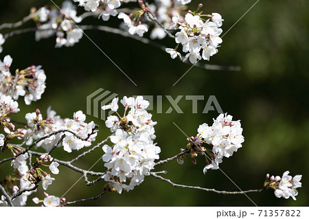 咲き誇る桜ソメイヨシノの花のアップ 71357822