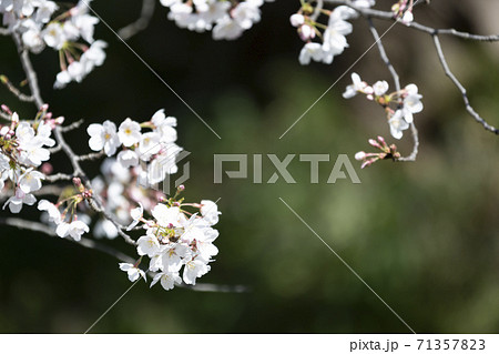 咲き誇る桜ソメイヨシノの花のアップ 71357823