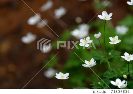 森の中に咲くニリンソウ 森の中に咲くニリンソウ 71357855