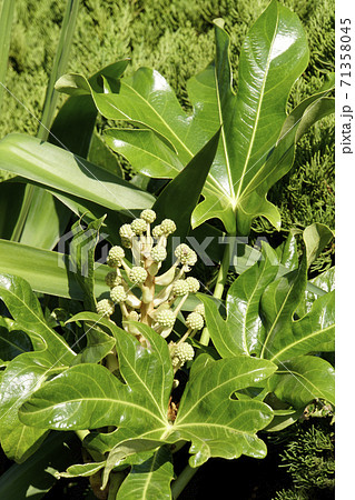 黄白色の鞠状の八手のツボミ 71358045