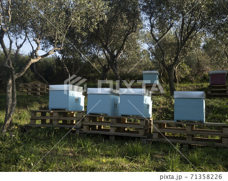 beehives in a field beehives in a field 71358226