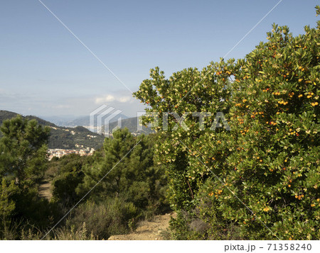 Strawberry fruit tree in Liguria, Italy Strawberry fruit tree in Liguria, Italy 71358240