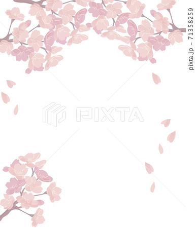 桜 フレーム 透明 満開 シンプル イラストのイラスト素材