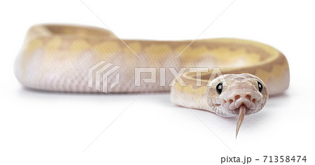 Baby Coralglow Super Emperor ballpython on white Baby Coralglow Super Emperor ballpython on white 71358474
