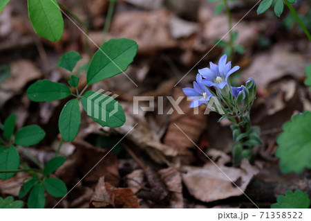 フデリンドウの小さな青紫色の花 フデリンドウの小さな青紫色の花 71358522
