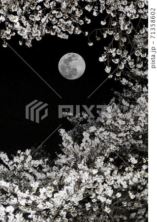 月下に満開で咲き誇る桜ソメイヨシノ 月下に満開で咲き誇る桜ソメイヨシノ 71358602