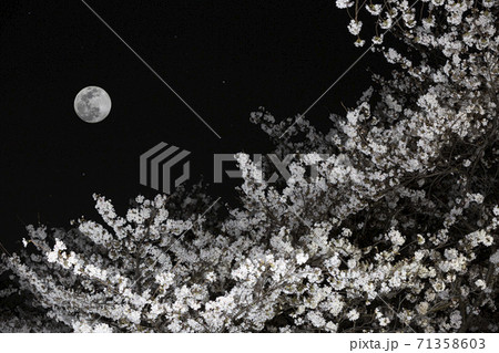 月下に満開で咲き誇る桜ソメイヨシノ 月下に満開で咲き誇る桜ソメイヨシノ 71358603