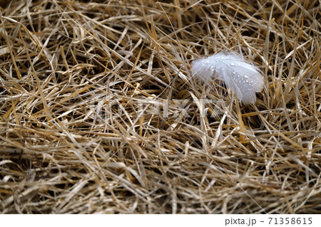枯れ草の上に白い鳥の羽 枯れ草の上に白い鳥の羽 71358615