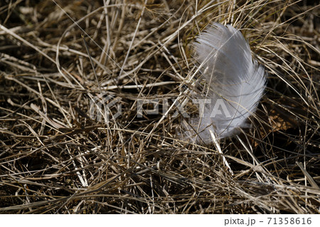 枯れ草の上に白い鳥の羽 枯れ草の上に白い鳥の羽 71358616
