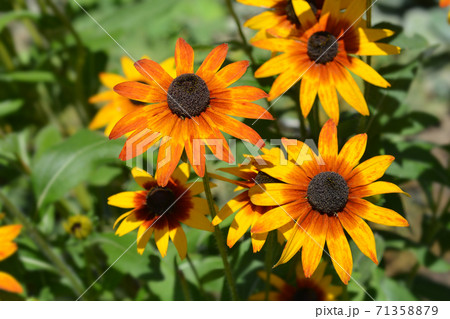 Tetra Gloriosa Daisy Tetra Gloriosa Daisy 71358879