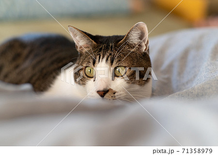 猫と暮らす キジトラ猫 猫と暮らす キジトラ猫 71358979