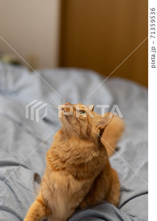 見つめる猫 茶トラ猫 見つめる猫 茶トラ猫 71359536