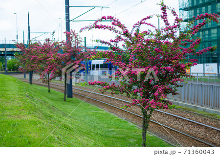 Blooming hawthorn trees in the city in summer Blooming hawthorn trees in the city in summer 71360043
