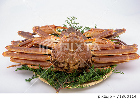 松葉ガニ　生　食材 71360114