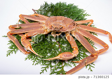 松葉ガニ　生　食材 71360125
