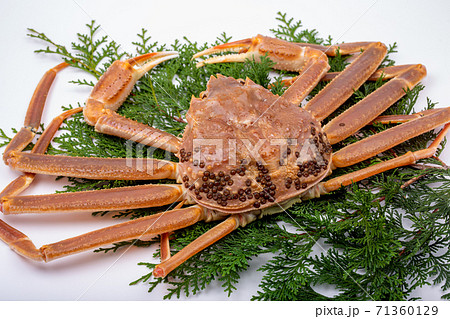 松葉ガニ 生 食材 松葉ガニ 生 食材 71360129