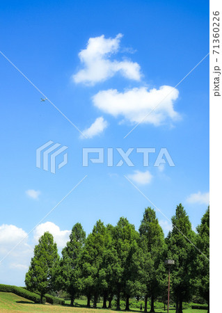 夏のメタセコイア 夏のメタセコイア 71360226