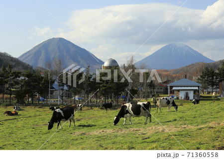 北海道喜茂別町の牛と羊蹄山と尻別岳 71360558