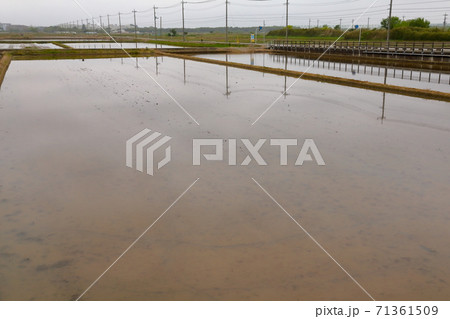 田植え前の水田 71361509