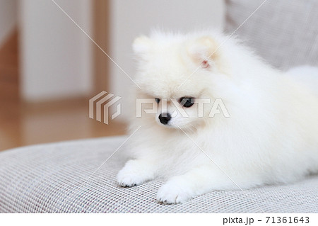 ソファに座ってリラックスするオスのポメラニアン 71361643