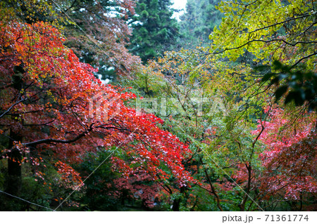 埼玉県飯能市の紅葉 雨の東郷公園もみじまつり 埼玉県飯能市の紅葉 雨の東郷公園もみじまつり 71361774