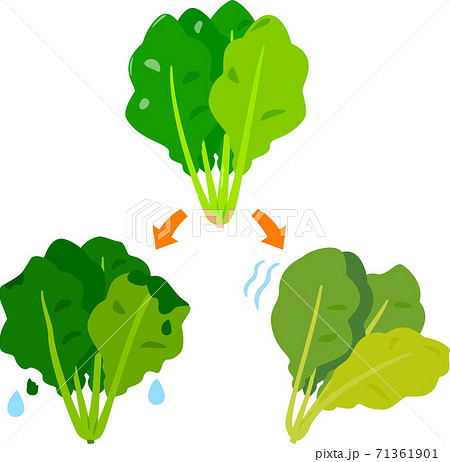 萎れたほうれん草と腐って溶けたほうれん草のイラスト素材