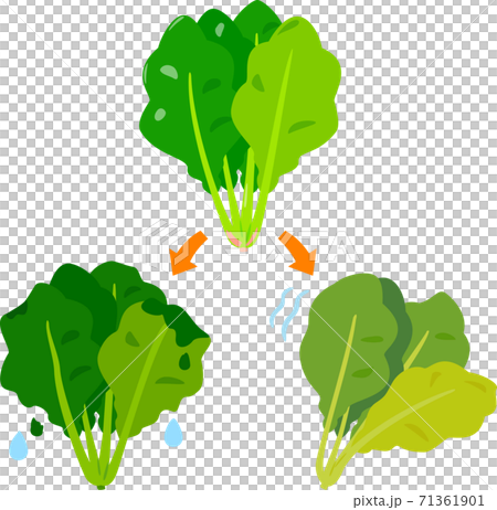 萎れたほうれん草と腐って溶けたほうれん草 萎れたほうれん草と腐って溶けたほうれん草 71361901