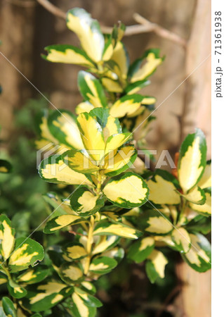 斑入りキンマサキの葉 斑入りキンマサキの葉 71361938