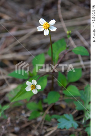 コシロノセンダングサ コシロノセンダングサ 71361946