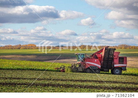 sugar beet harvesting with a modern combine harvester. Blue sky, red combine 71362104