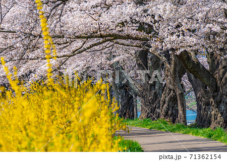 一目千本桜の桜並木　【宮城県】 71362154