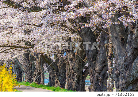 一目千本桜の桜並木　【宮城県】 71362155