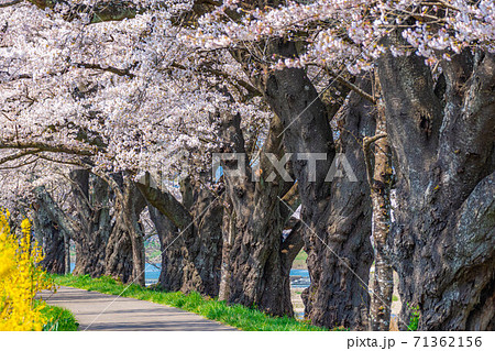 一目千本桜の桜並木　【宮城県】 71362156