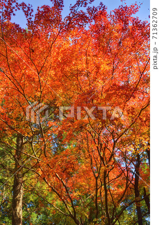 吉野山の紅葉 71362709