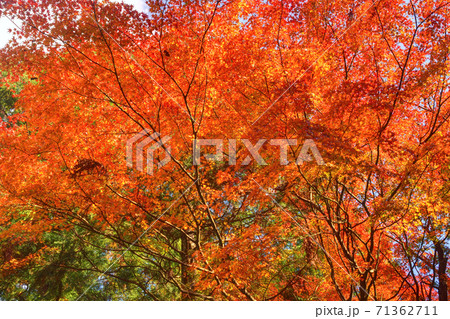 吉野山の紅葉 71362711