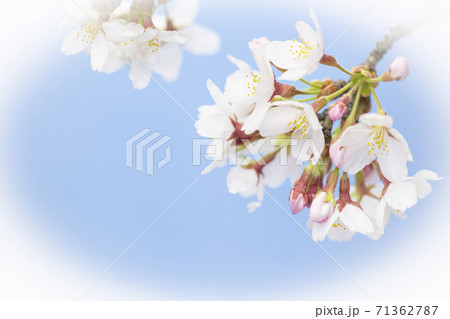 桜のクローズアップ　ソメイヨシノ　楕円ぼかし 71362787