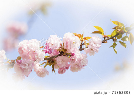 八重桜 普賢象 楕円ぼかし 八重桜 普賢象 楕円ぼかし 71362803