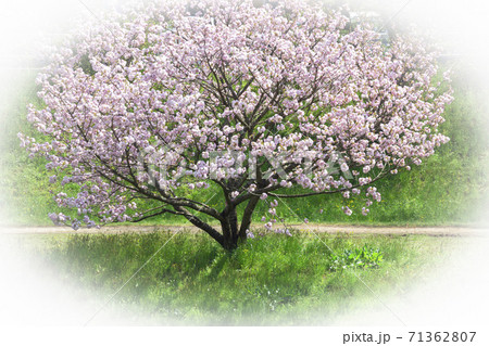八重桜 福禄寿 楕円ぼかし 八重桜 福禄寿 楕円ぼかし 71362807