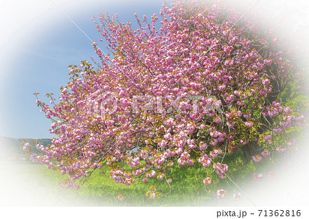 河川敷公園の八重桜　三刀屋川　楕円ぼかし 71362816