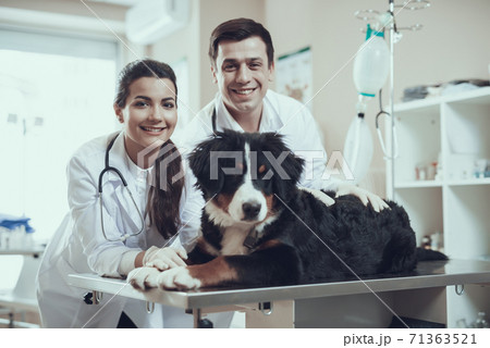 Dog on surgical table in veterinary clinic. Dog on surgical table in veterinary clinic. 71363521