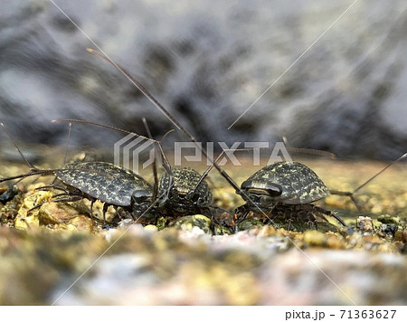 フナムシ Ligia exotica 71363627