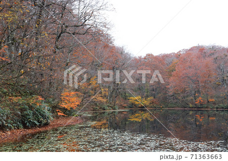晩秋の刈込池(福井県 大野市) 晩秋の刈込池(福井県 大野市) 71363663