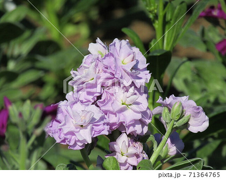 晩秋の房総の代表花ストックの薄桃色の花の写真素材