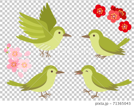 鶯のイラスト 71365043