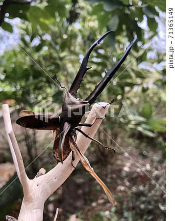 ペレン島産 メタリフェルホソアカクワガタ Cyclommatus metallifer finae 71365149