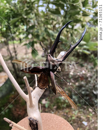 ペレン島産 メタリフェルホソアカクワガタ Cyclommatus metallifer finae 71365151