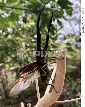 ペレン島産 メタリフェルホソアカクワガタ Cyclommatus metallifer finaeの写真素材 [71365152] - PIXTA