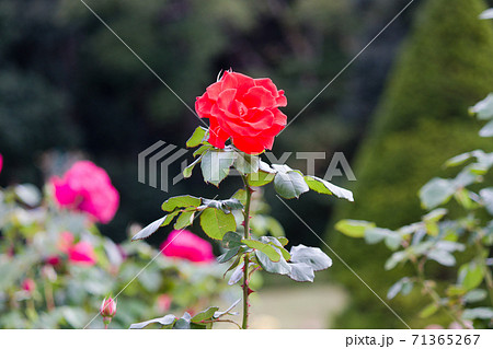 赤色薔薇の花。秋に咲く薔薇。 71365267